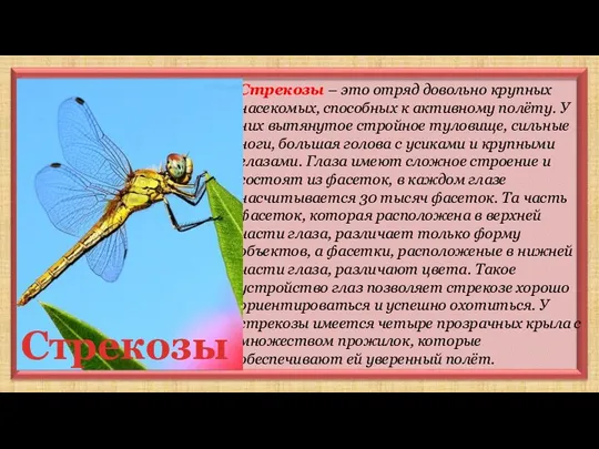 Стрекозы – это отряд довольно крупных насекомых, способных к активному