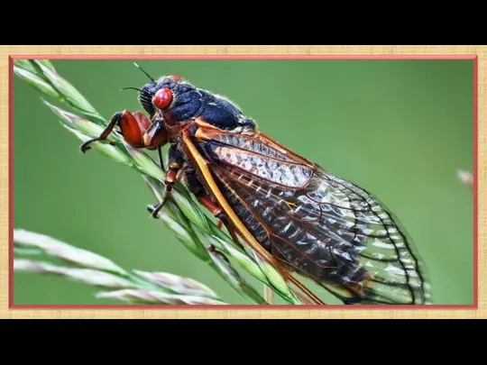 Цикада — насекомое, чем-то похожее на муху, только очень крупную.