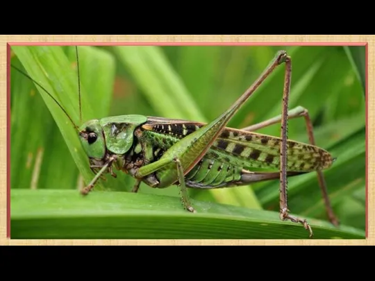 Кузнечик зеленый – это красивое крупное насекомое ярко-зеленого или салатного