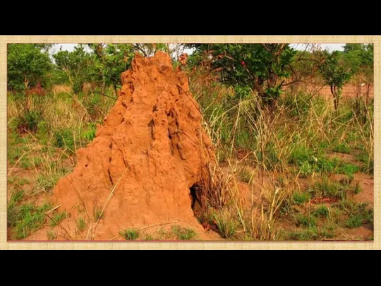 Термиты, в народе называемые «белыми муравьями», на самом деле издревле