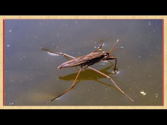 Водомерка – насекомое, умеющее ходить по воде. Таких интересных созданий