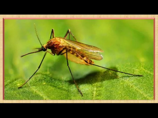 Комар – насекомое серого цвета с двумя крыльями. Голову самцов