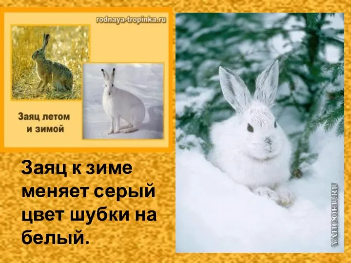 Заяц к зиме меняет серый цвет шубки на белый.