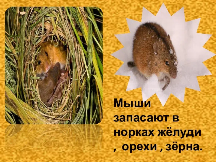 Мыши запасают в норках жёлуди , орехи , зёрна.
