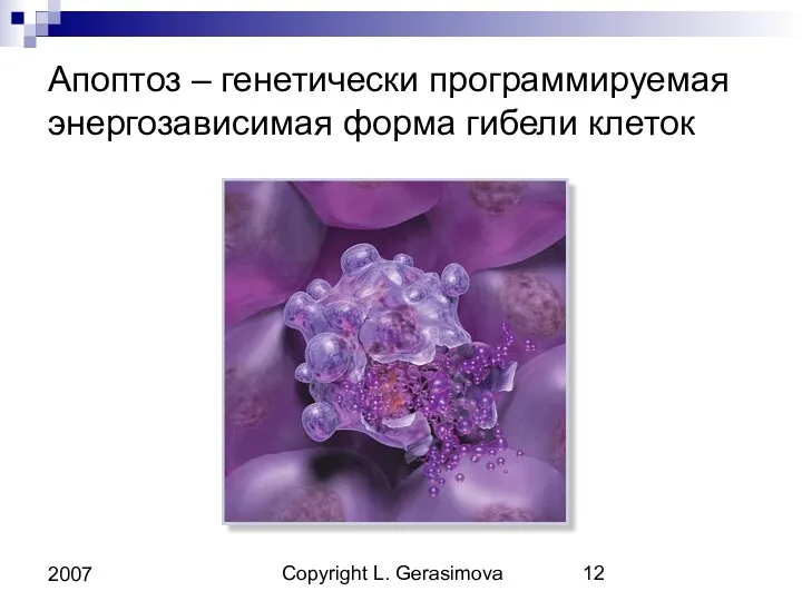 Copyright L. Gerasimova 2007 Апоптоз – генетически программируемая энергозависимая форма гибели клеток