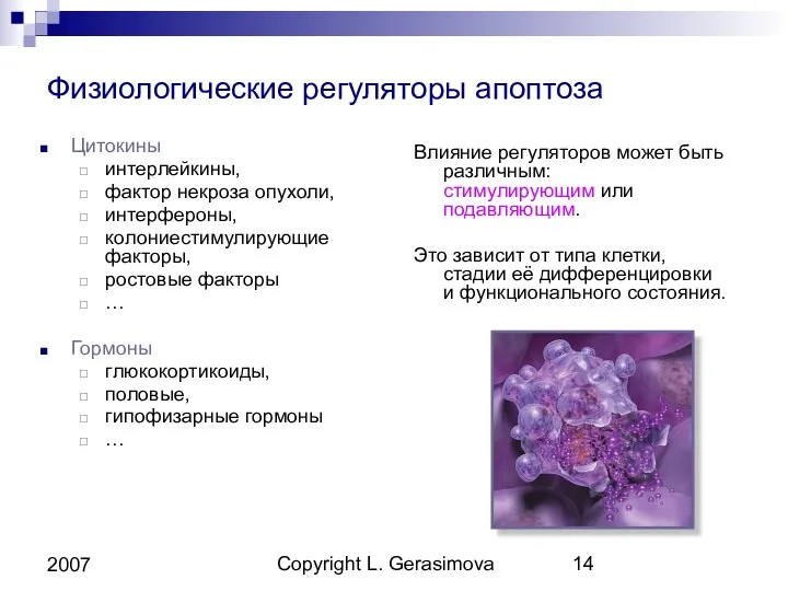 Copyright L. Gerasimova 2007 Физиологические регуляторы апоптоза Цитокины интерлейкины, фактор
