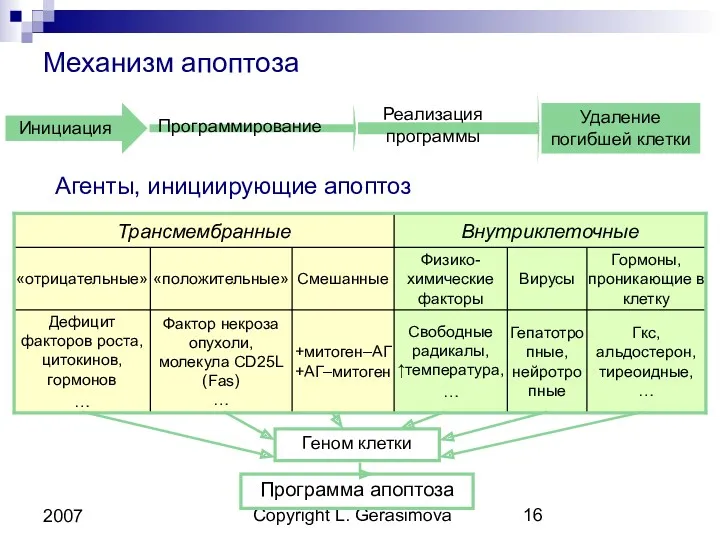 Copyright L. Gerasimova 2007 Механизм апоптоза Удаление погибшей клетки Агенты, инициирующие апоптоз Геном клетки Программа апоптоза