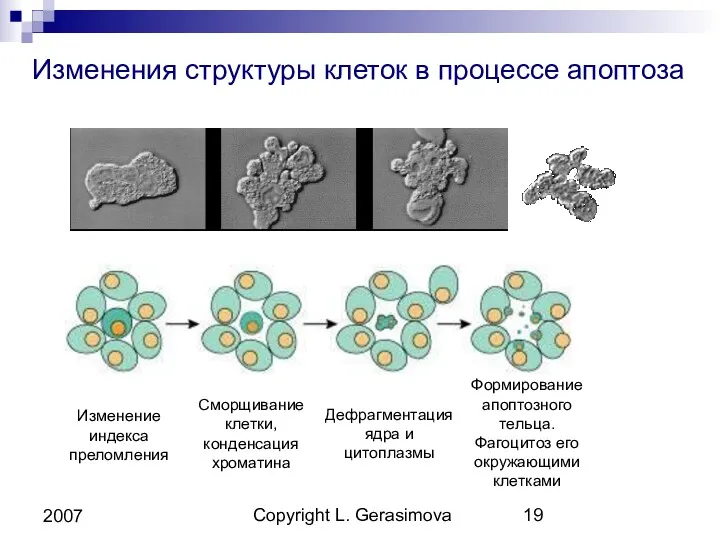 Copyright L. Gerasimova 2007 Изменения структуры клеток в процессе апоптоза