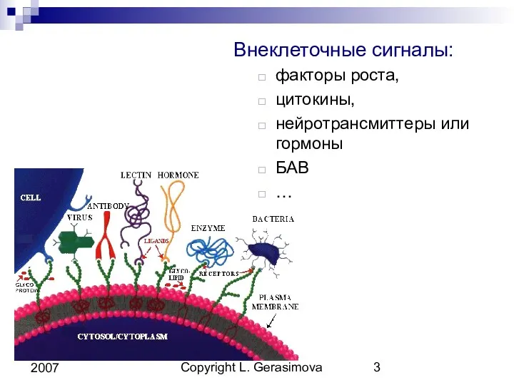 Copyright L. Gerasimova 2007 Внеклеточные сигналы: факторы роста, цитокины, нейротрансмиттеры или гормоны БАВ …