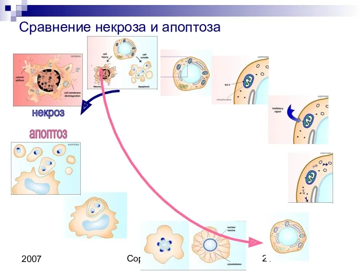Copyright L. Gerasimova 2007 Сравнение некроза и апоптоза некроз апоптоз