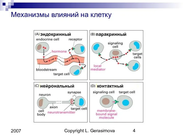 Copyright L. Gerasimova 2007 Механизмы влияний на клетку эндокринный паракринный нейрональный контактный