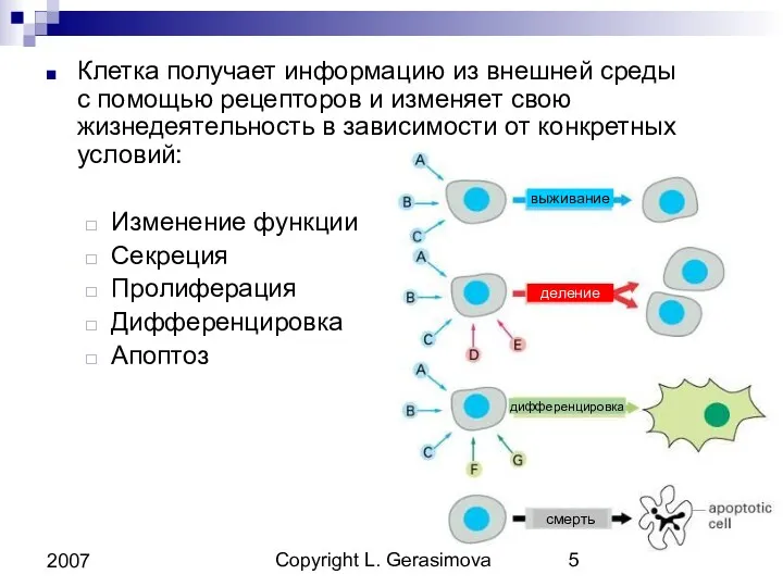 Copyright L. Gerasimova 2007 Клетка получает информацию из внешней среды
