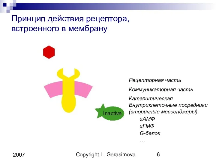 Copyright L. Gerasimova 2007 Принцип действия рецептора, встроенного в мембрану