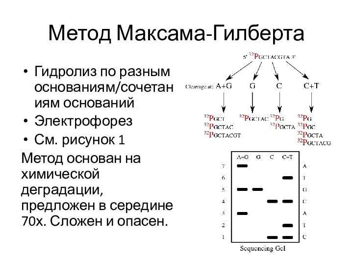Метод Максама-Гилберта Гидролиз по разным основаниям/сочетаниям оснований Электрофорез См. рисунок 1 Метод основан