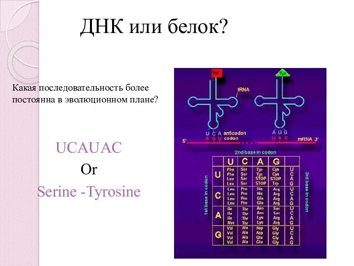 ДНК или белок? Какая последовательность более постоянна в эволюционном плане? UCAUAC Or Serine -Tyrosine