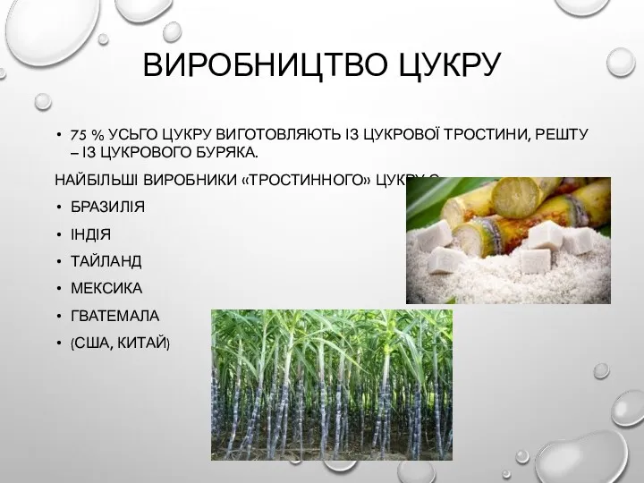 ВИРОБНИЦТВО ЦУКРУ 75 % УСЬГО ЦУКРУ ВИГОТОВЛЯЮТЬ ІЗ ЦУКРОВОЇ ТРОСТИНИ,