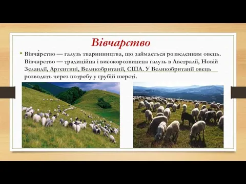 Вівчарство Вівча́рство — галузь тваринництва, що займається розведенням овець. Вівчарство — традиційна і