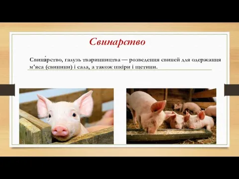 Свинарство Свина́рство, галузь тваринництва — розведення свиней для одержання м'яса (свинини) і сала,
