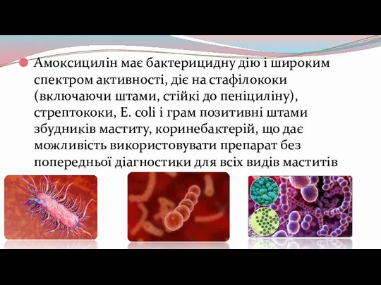 Амоксицилін має бактерицидну дію і широким спектром активності, діє на