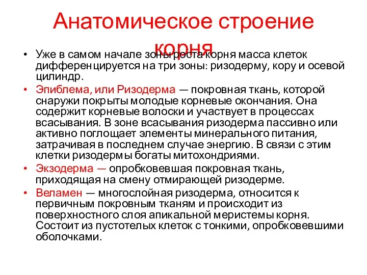 Анатомическое строение корня Уже в самом начале зоны роста корня