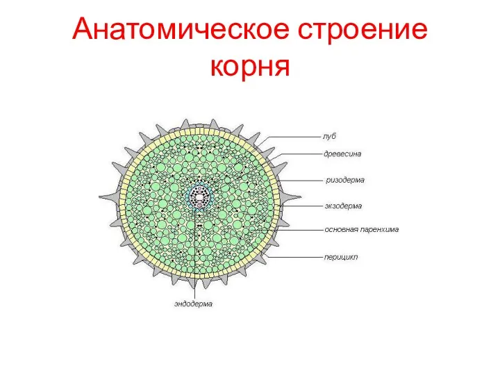 Анатомическое строение корня