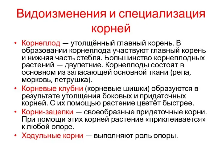 Видоизменения и специализация корней Корнеплод — утолщённый главный корень. В