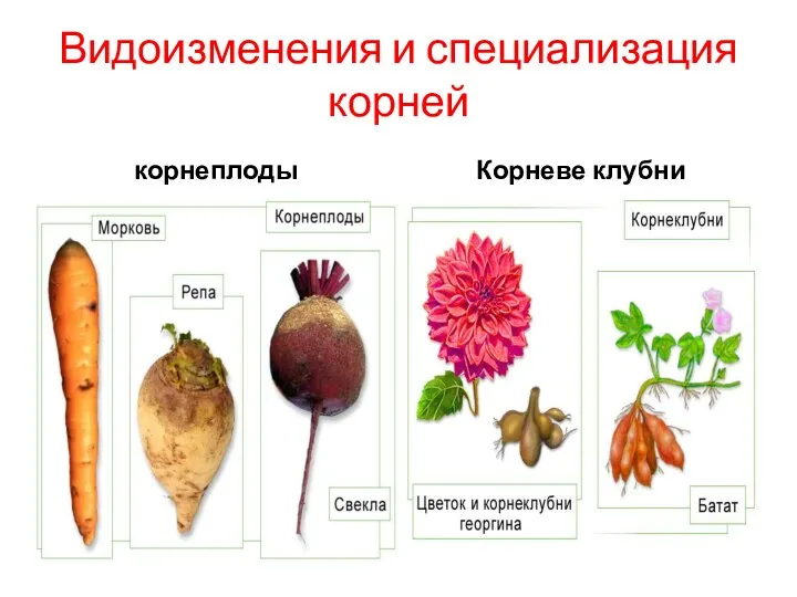 Видоизменения и специализация корней корнеплоды Корневе клубни