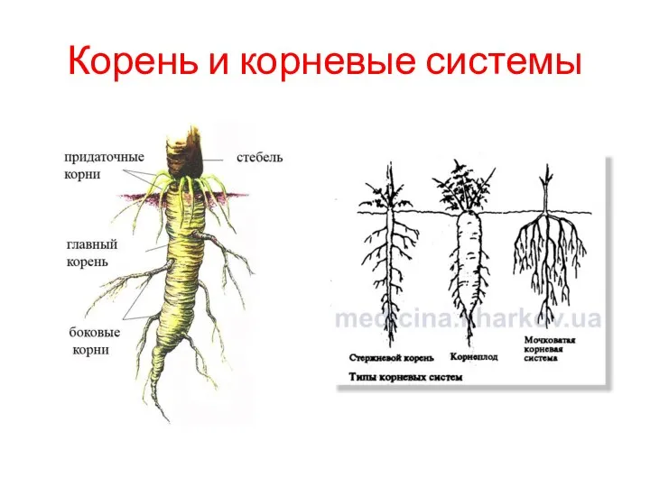 Корень и корневые системы