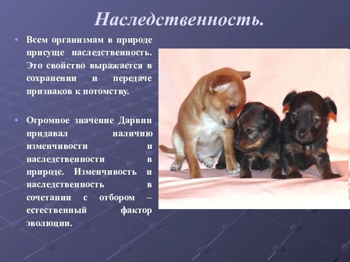 Наследственность. Всем организмам в природе присуще наследственность. Это свойство выражается