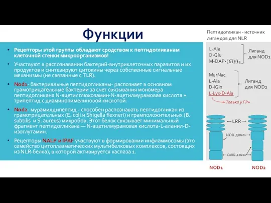 Функции Рецепторы этой группы обладают сродством к пептидогликанам клеточной стенки