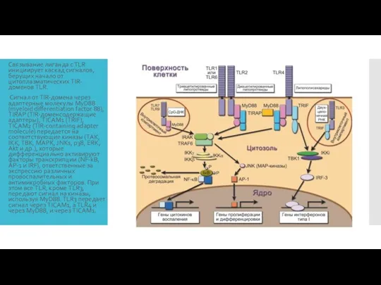 Связывание лиганда c TLR инициирует каскад сигналов, берущих начало от
