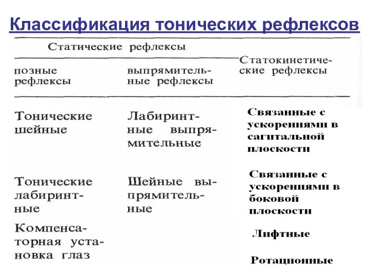 Классификация тонических рефлексов