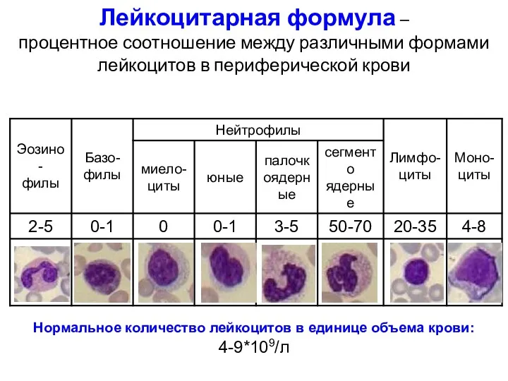 Лейкоцитарная формула – процентное соотношение между различными формами лейкоцитов в периферической крови Нормальное