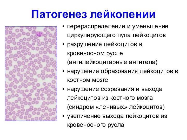 МЕХАНИЗМЫ перераспределение и уменьшение циркулирующего пула лейкоцитов разрушение лейкоцитов в кровеносном русле (антилейкоцитарные