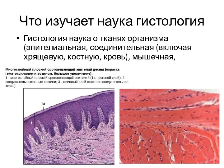 Что изучает наука гистология Гистология наука о тканях организма (эпителиальная, соединительная (включая хрящевую,