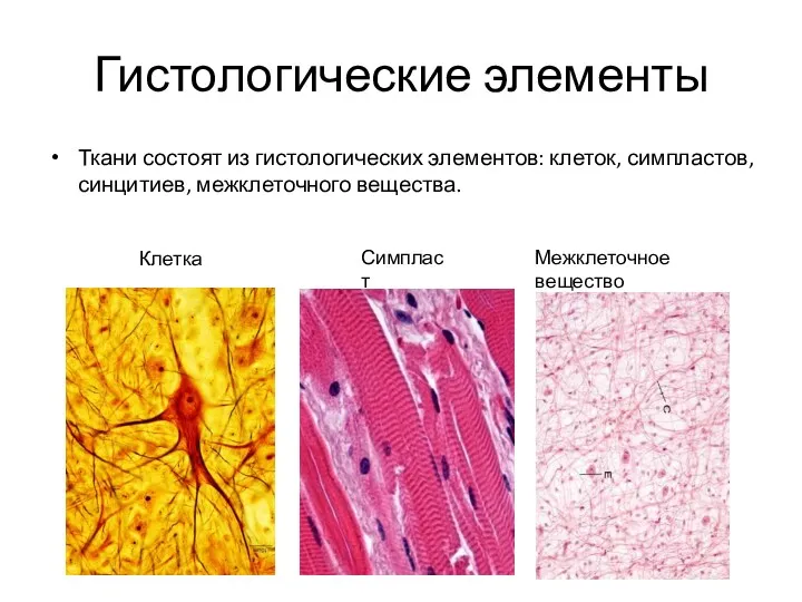 Гистологические элементы Ткани состоят из гистологических элементов: клеток, симпластов, синцитиев, межклеточного вещества. Клетка Симпласт Межклеточное вещество