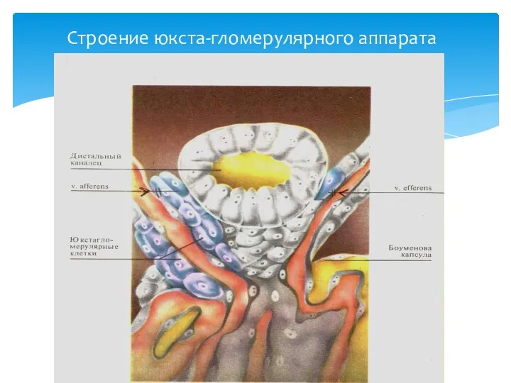 Строение юкста-гломерулярного аппарата