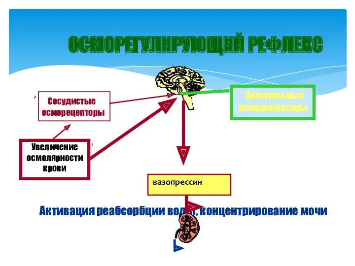 ОСМОРЕГУЛИРУЮЩИЙ РЕФЛЕКС Активация реабсорбции воды, концентрирование мочи Увеличение осмолярности крови Сосудистые осморецепторы Центральные осморецепторы вазопрессин