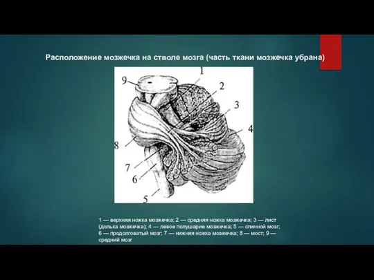 Расположение мозжечка на стволе мозга (часть ткани мозжечка убрана) 1