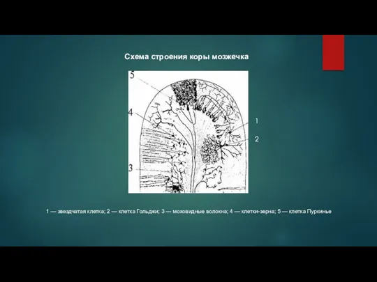 1 — звездчатая клетка; 2 — клетка Гольджи; 3 —