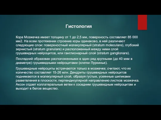 Гистология Кора Мозжечка имеет толщину от 1 до 2,5 мм, поверхность составляет 85