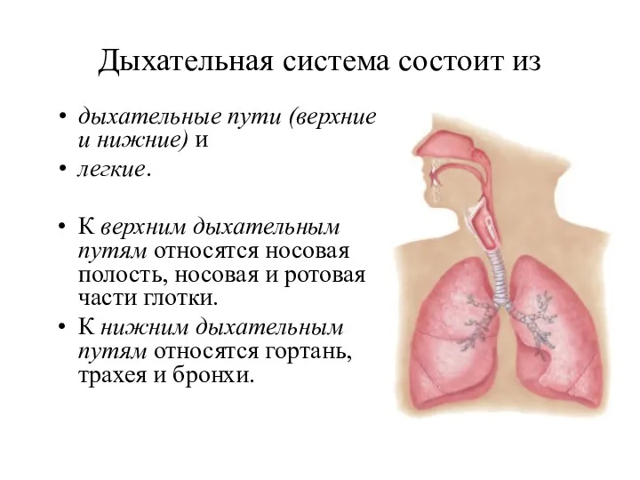Дыхательная система состоит из дыхательные пути (верхние и нижние) и легкие. К верхним