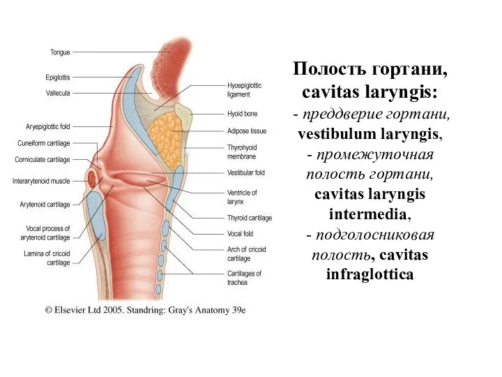 Полость гортани, cavitas laryngis: - преддверие гортани, vestibulum laryngis, - промежуточная полость гортани,