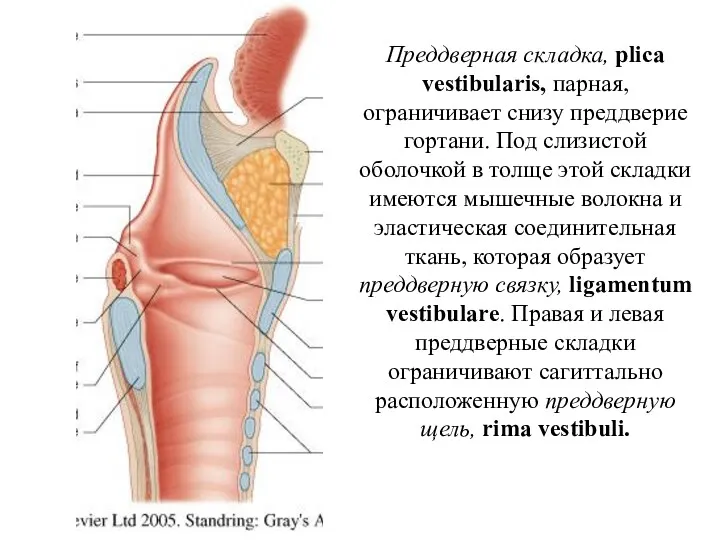 Преддверная складка, plica vestibularis, парная, ограничивает снизу преддверие гортани. Под слизистой оболочкой в