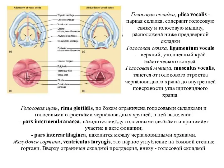 Голосовая складка, plica vocalis - парная складка, содержит голосовую связку и голосовую мышцу,