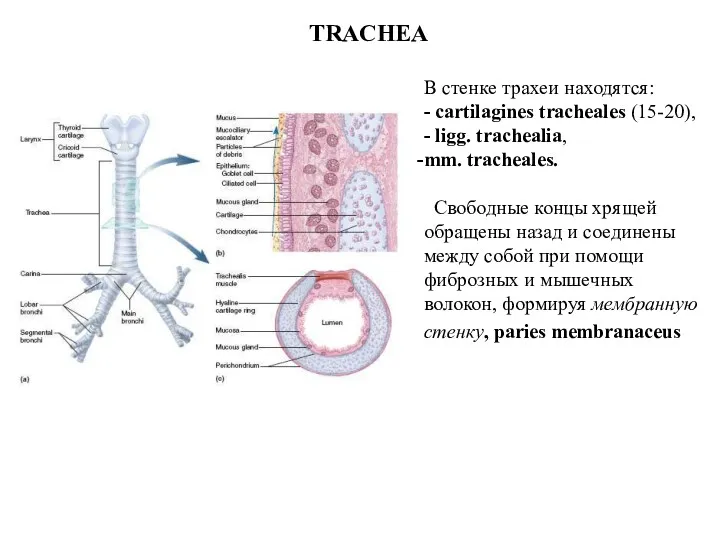 В стенке трахеи находятся: - cartilagines tracheales (15-20), - ligg. trachealia, mm. tracheales.