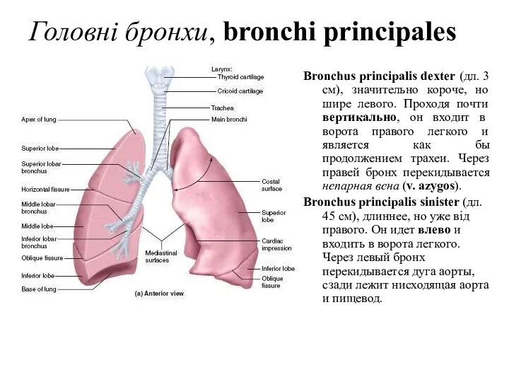 Головнi бронхи, bronchi principales Bronchus principalis dexter (дл. 3 см), значительно короче, но