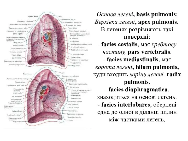Основа легенi, basis pulmonis; Верхiвка легенi, apex pulmonis. В легенях розрiзняють такi поверхнi: