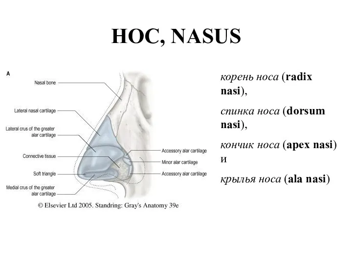 НОС, NASUS корень носа (radix nasi), спинкa носа (dorsum nasi), кончик носа (apex