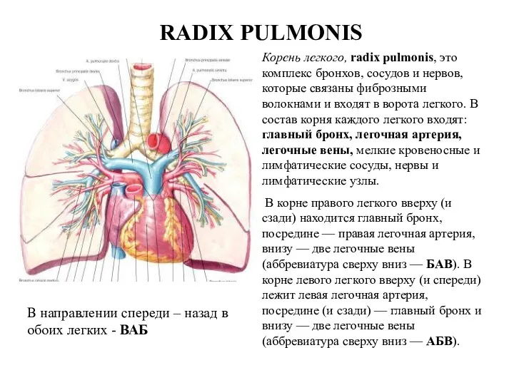 RADIX PULMONIS Корень легкого, radix pulmonis, это комплекс бронхов, сосудов и нервов, которые